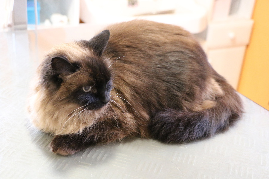 Chat Ragdoll