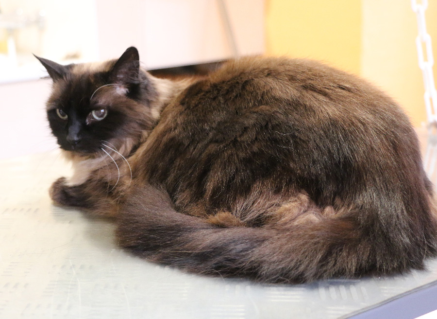 Chat Ragdoll