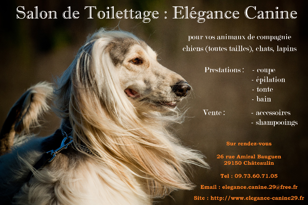 Flyer-Elégance-Canine